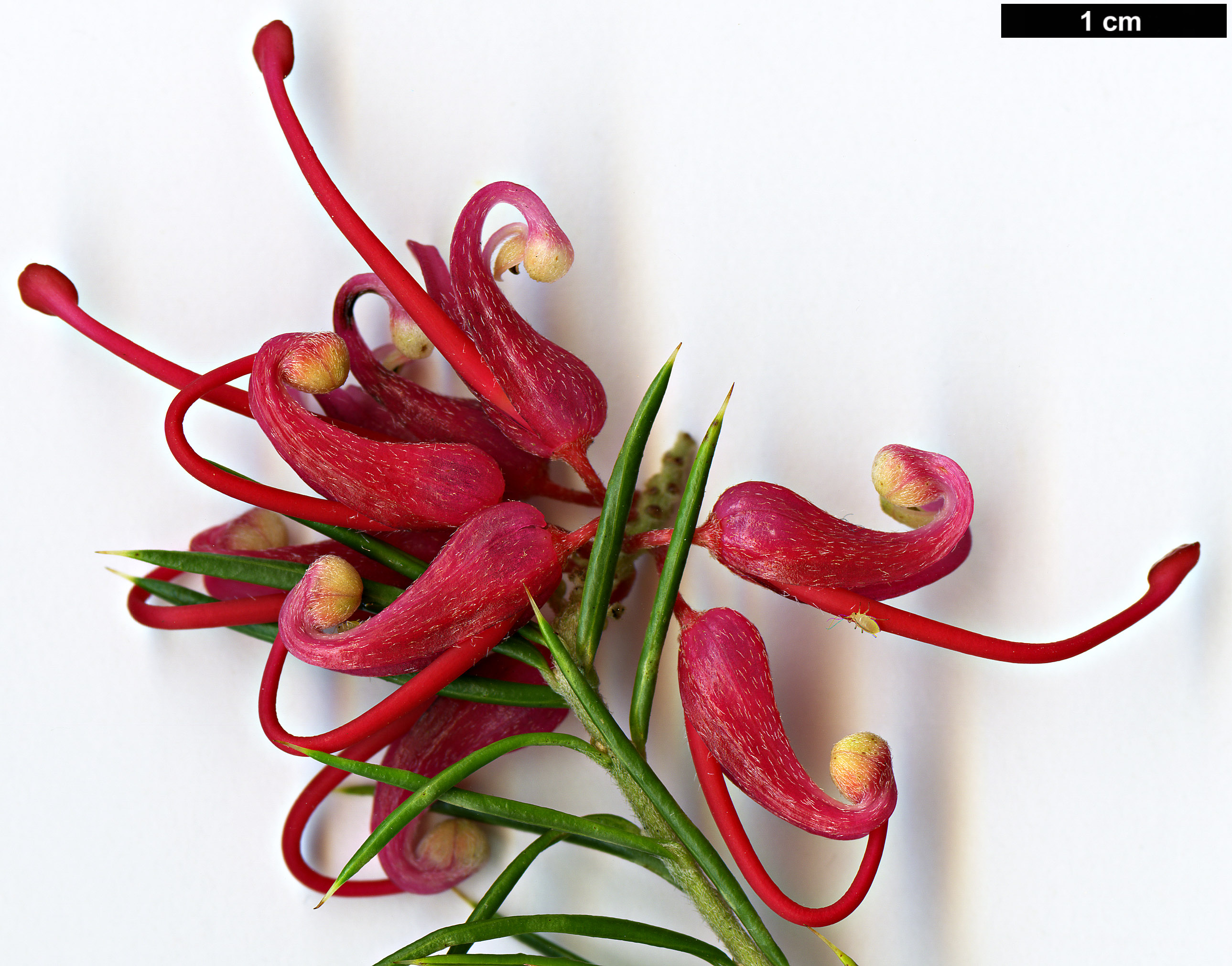 High resolution image: Family: Proteaceae - Genus: Grevillea - Taxon: 'Olympic Flame'